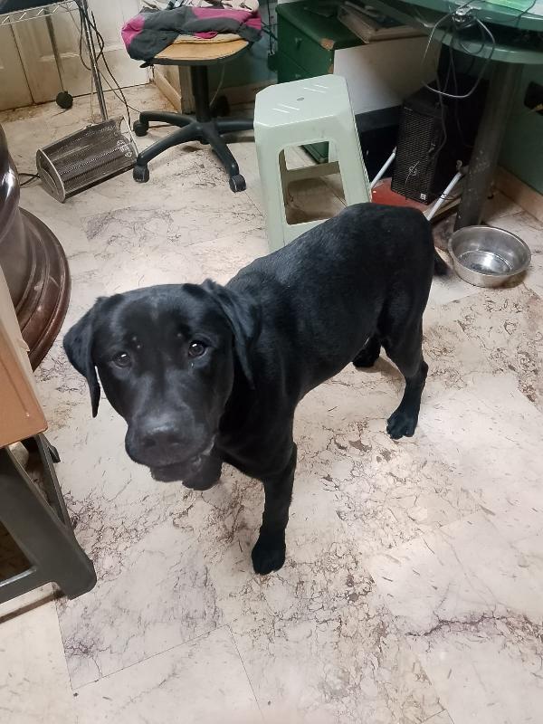 ✨ BRANDO, IL CUCCIOLO CHE HA SCELTO LA SUA SALVEZZA ✨ Foto 11